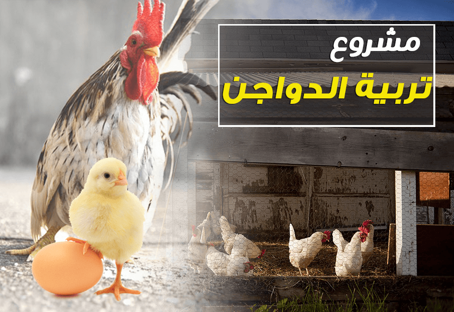 دراسة مشروع تربية الدجاج البلدي البياض