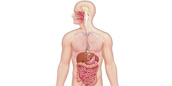 يتكون الجهاز الهضمي من القناة الهضمية فقط الاعضاء الداخلية القناة الهضمية والأعضاء الملحقة