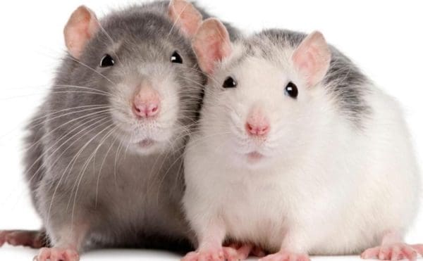 تفسير رؤية الفأر الأبيض أو الرمادي في المنام