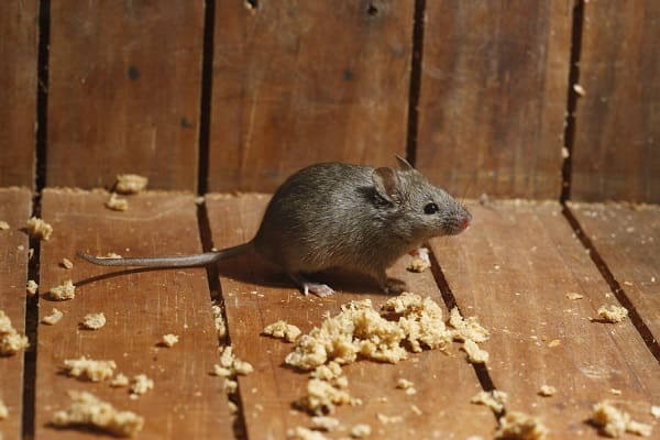 كيفية التخلص من الفئران