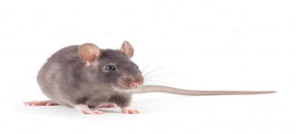تفسير الفأر في المنام للحامل