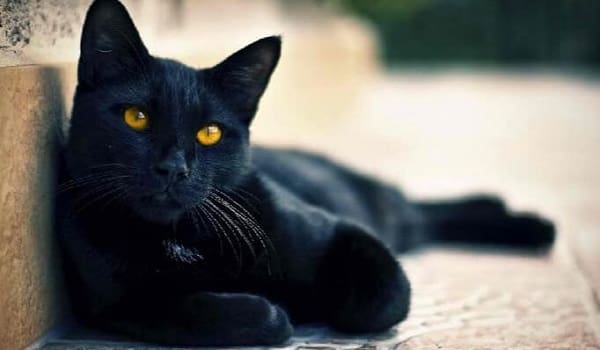 تفسير رؤية القطة السوداء أو البيضاء في الحلم
