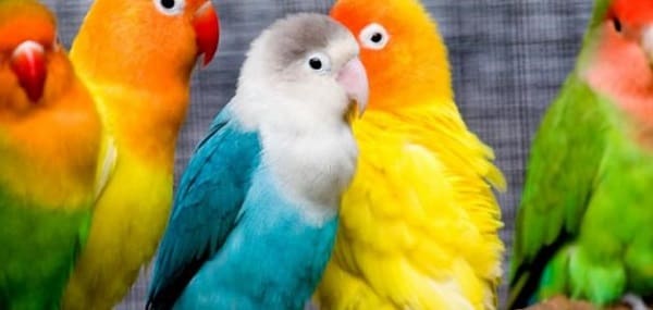  تفسير حلم العصافير الملونة