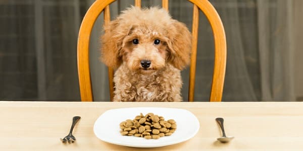 أكل الكلاب في سن 3 شهور