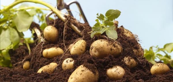زراعة البطاطس في الأراضي الرملية