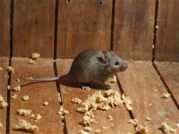 طريقة طرد الفئران من المنزل