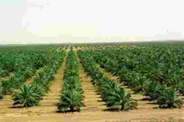 أهم المحاصيل الزراعية في المملكة العربية السعودية