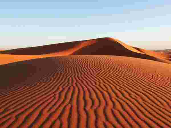 بحث عن خصائص الحيوانات والنباتات التي تعيش في الصحراء شامل ومفصل