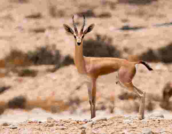 ما الذي يساعد حيوانات الصحراء على العيش تحت أشعة الشمس الحارة