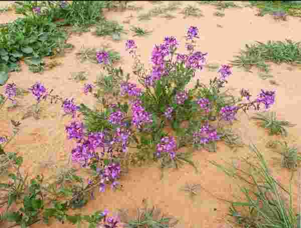 بحث عن خصائص الحيوانات والنباتات التي تعيش في الصحراء شامل ومفصل