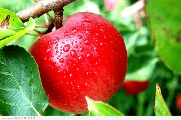 كم سعرة حرارية في التفاح ؟