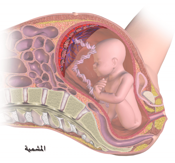 مراحل تمدد عنق الرحم