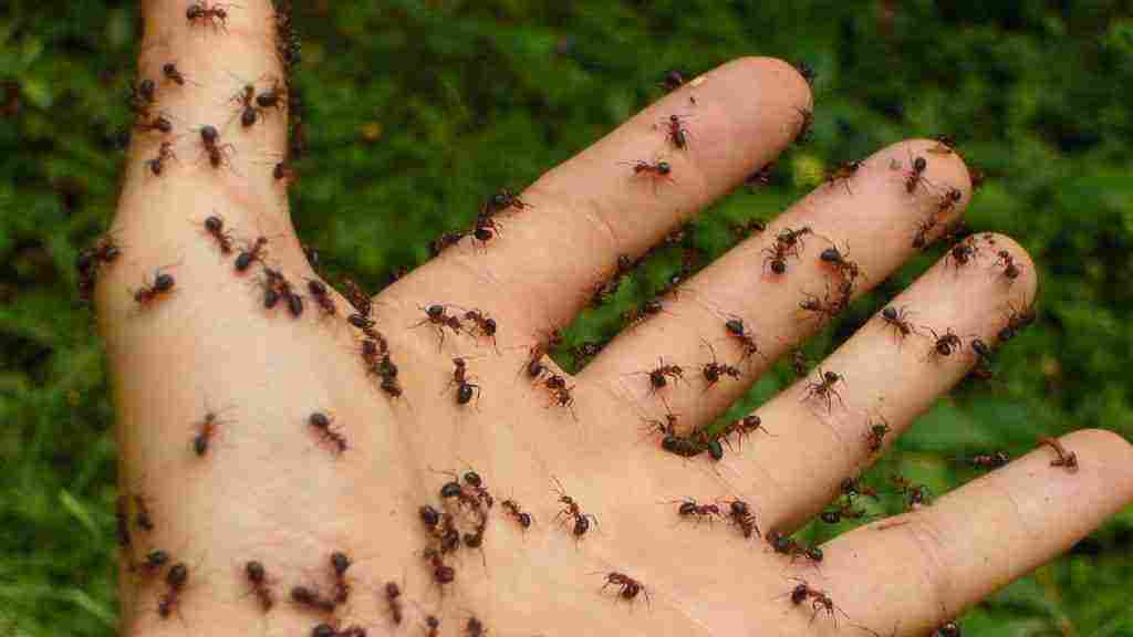 النمل في المنام على الجسم