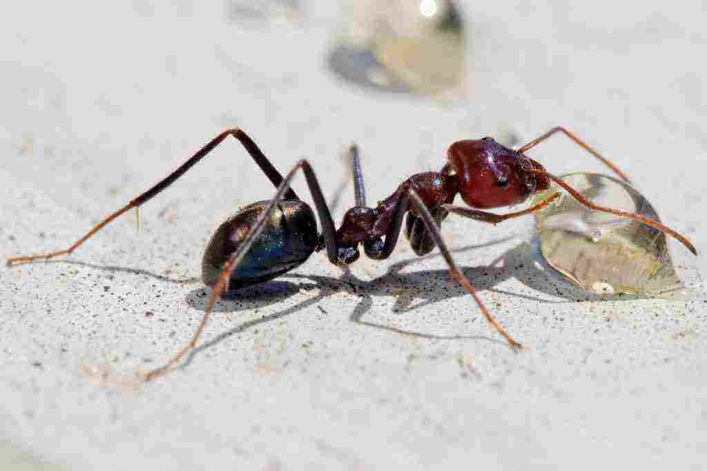 تفسير رؤية النمل في المنام على الفراش