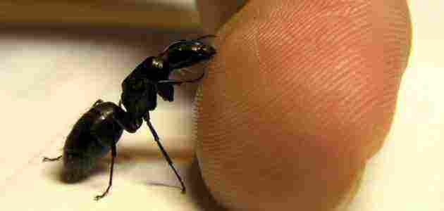 علاج قرصة النمل الاسود الصغير وطرق الوقاية منها زيادة