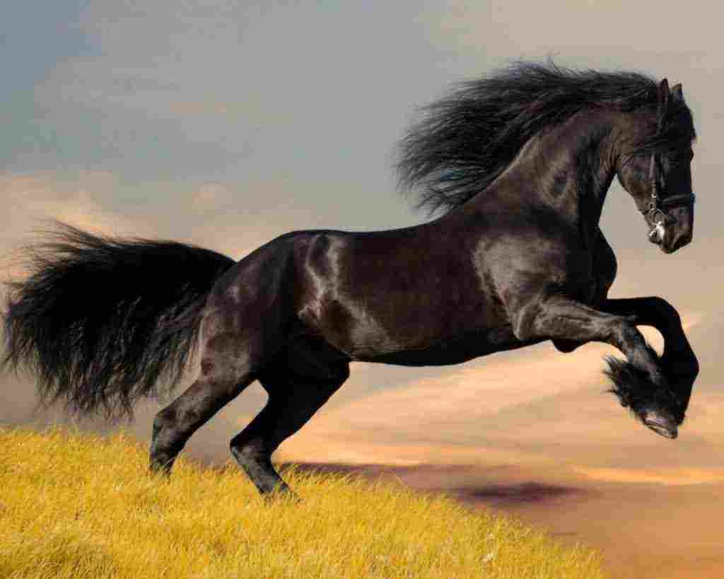 تفسير حلم الحصان الهائج على اختلاف ألوانه وحال الرائي زيادة