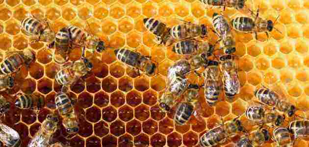 ما هي لغة التخاطب عند النحل.. الرقص والرائحة