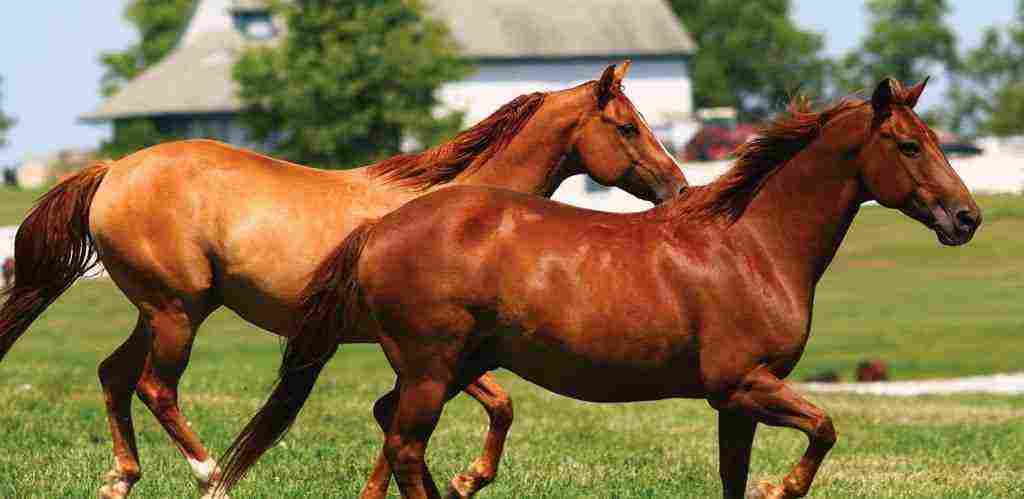 ما هو صوت الحصان وما هو حجم وطول الزيادة
