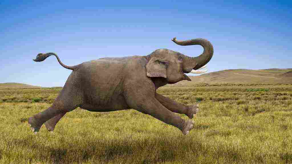 ما هو صوت الفيل استخدامات الفيل عبر العصور زيادة