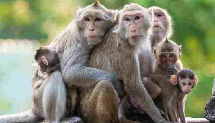 تفسير رؤية القرود الكثيرة في المنام للرجل والمرأة المتزوجة والعزباء