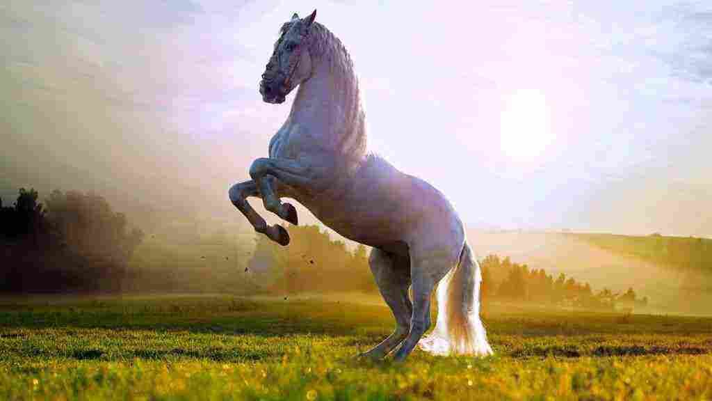 تفسير حلم حصان يلاحقني الحصان الأبيض والبني والأسود زيادة