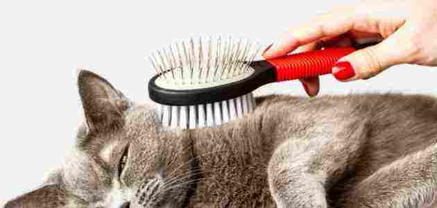 اسباب تساقط شعر القطط