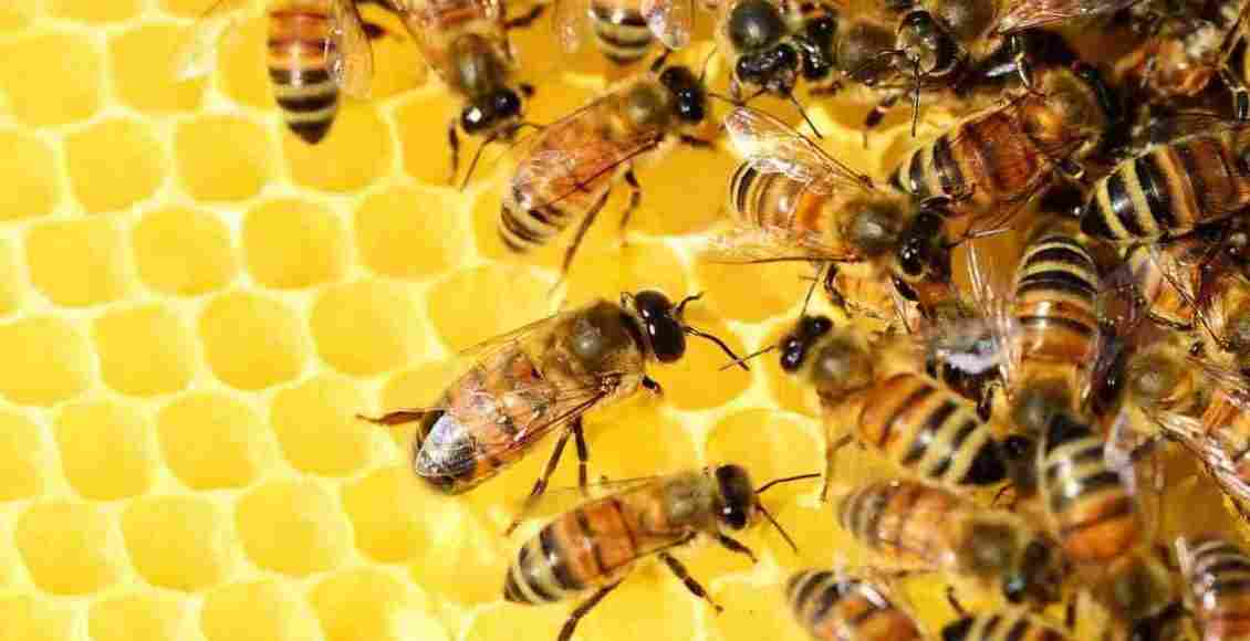 بحث عن النمل والنحل