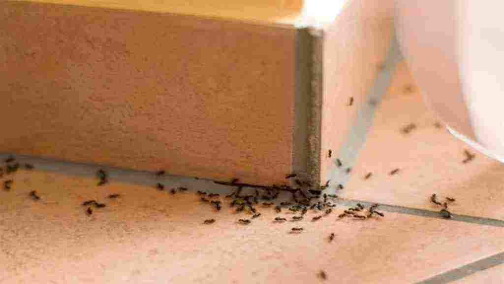 طريقة التخلص من النمل 