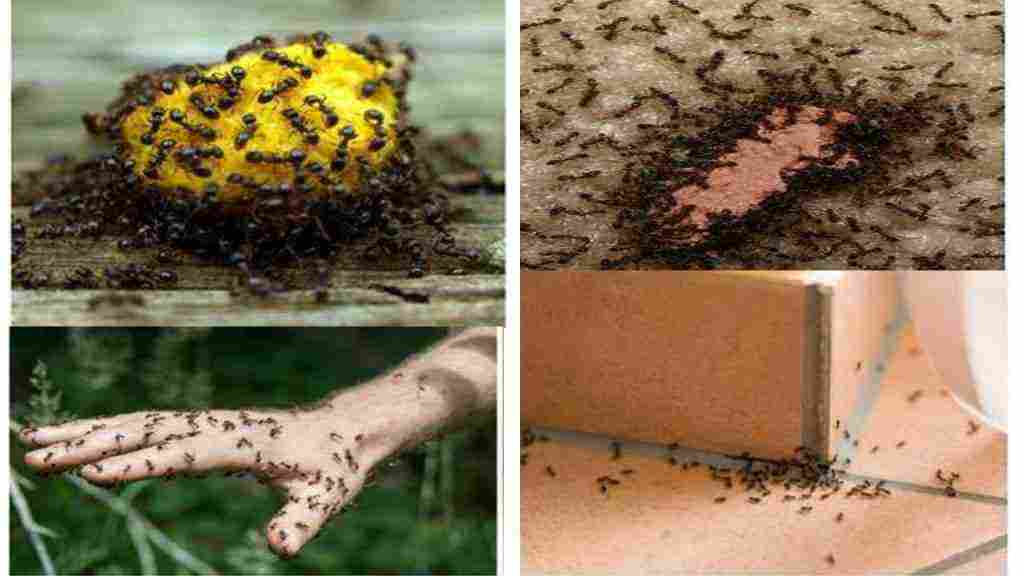 علاج النمل الأسود الصغير في البيت