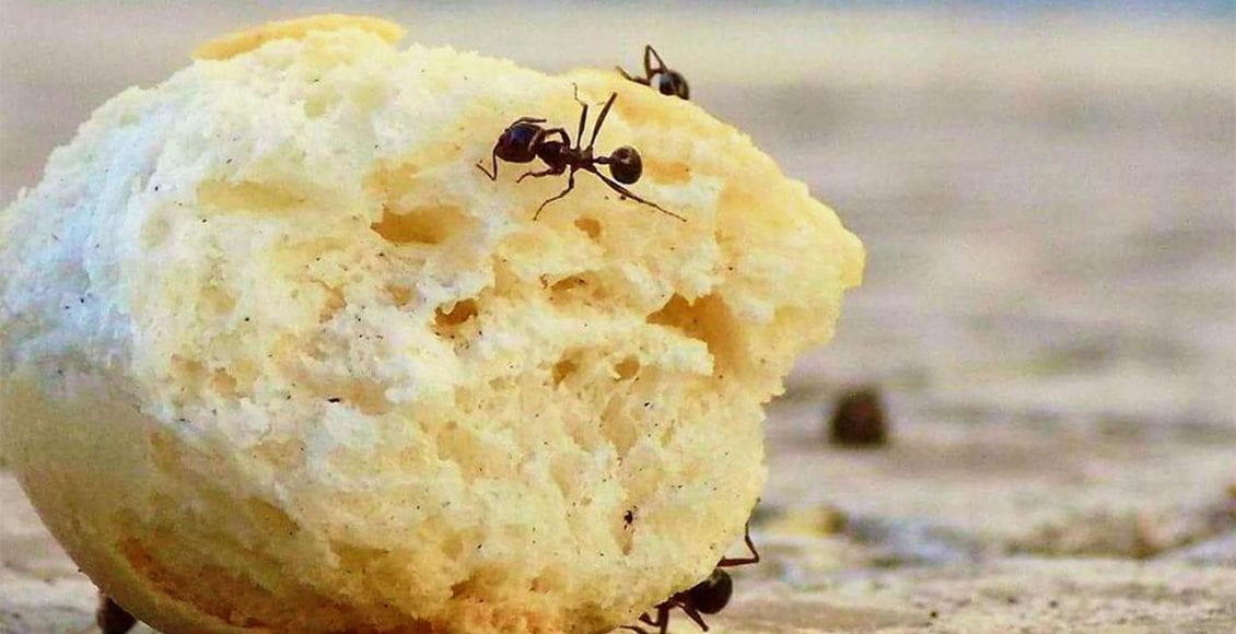 على ماذا يدل وجود النمل في البيت موقع زيادة