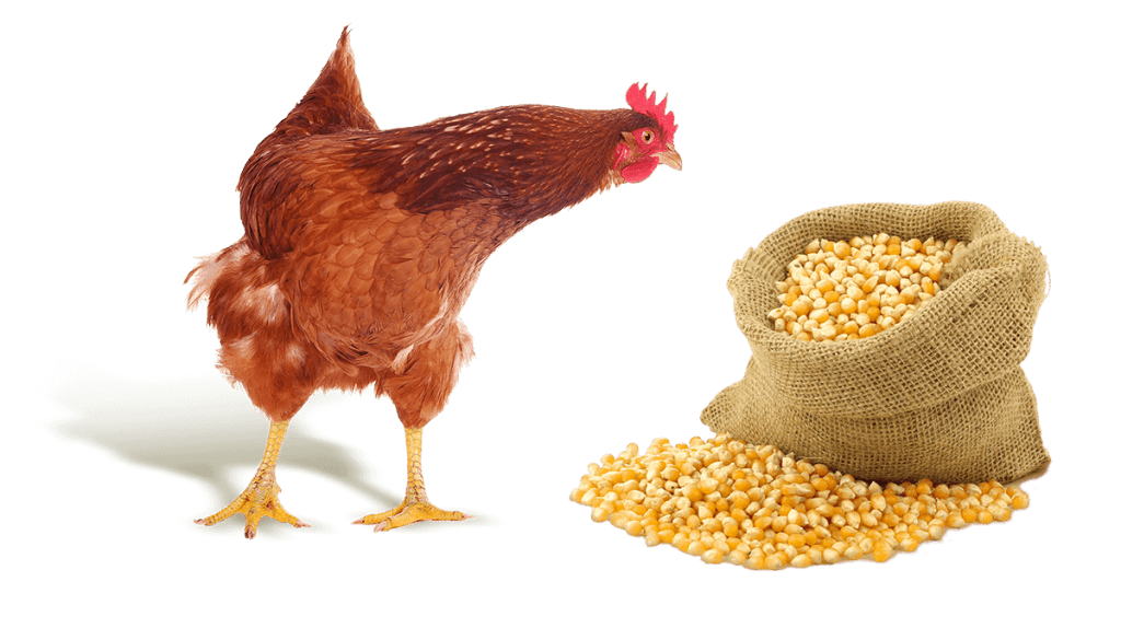 دراسة جدوى مشروع تربية الدجاج البلدي