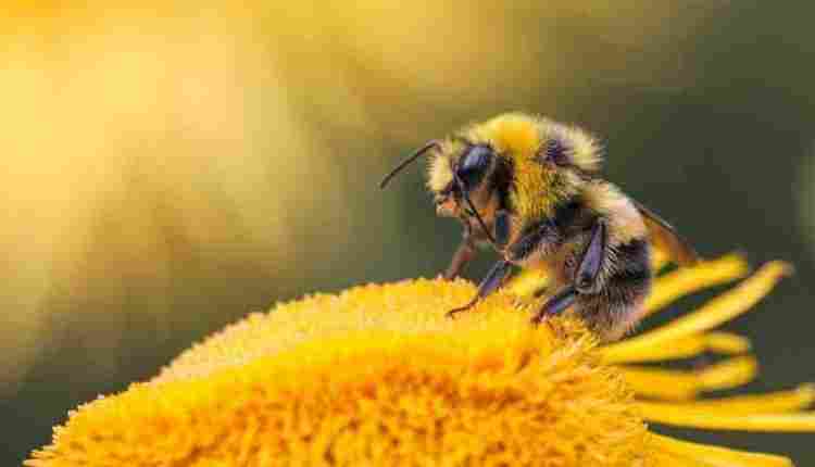 فوائد لسعة النحل