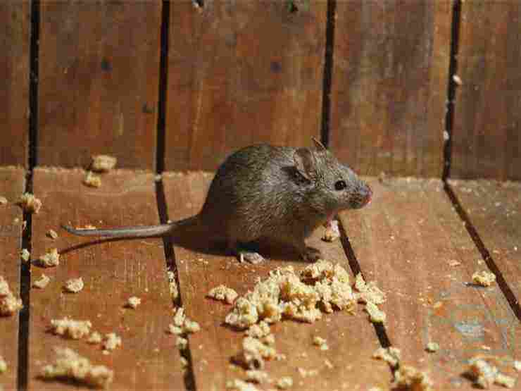ما الذي يكرهه الفئران