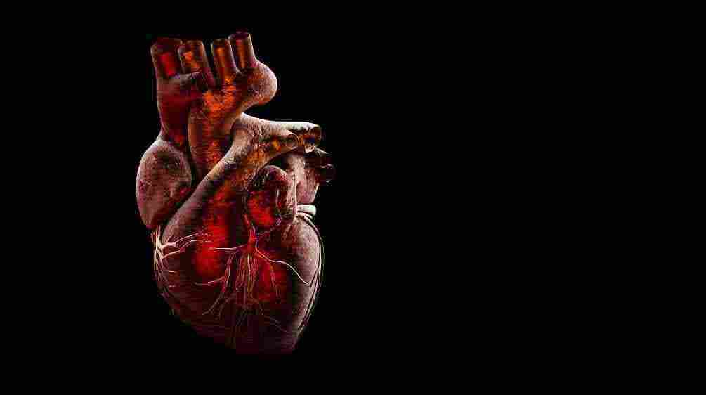 موقع القلب في جسم الانسان