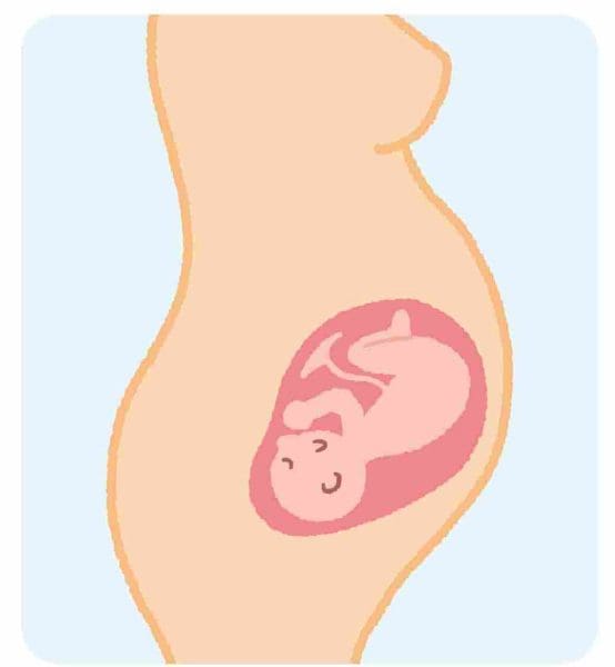 أين يتركز الجنين الذكر في الشهر الثالث وما هو شكل الجنين الذكر والانثى بالسونار زيادة