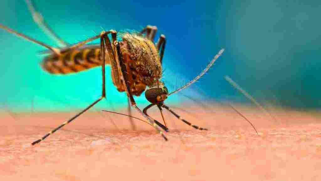 أعراض مرض الملاريا