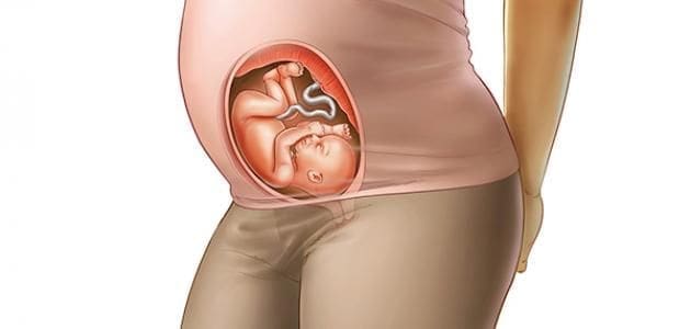 وزن الجنين في الشهر السادس موقع زيادة