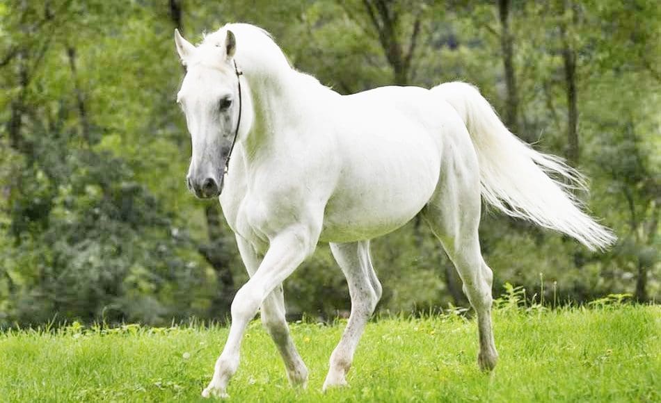 تفسير الحصان الأبيض في المنام