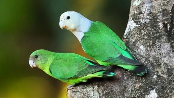 أنواع طيور الحب