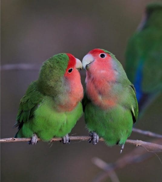 الحب الوجه ببغاء وردي أنواع عصافير