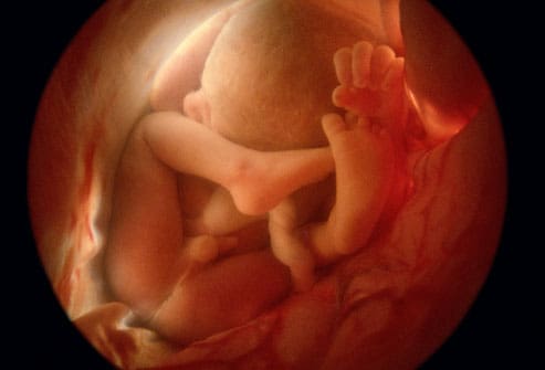 مراحل نمو الجنين داخل الرحم بالصور