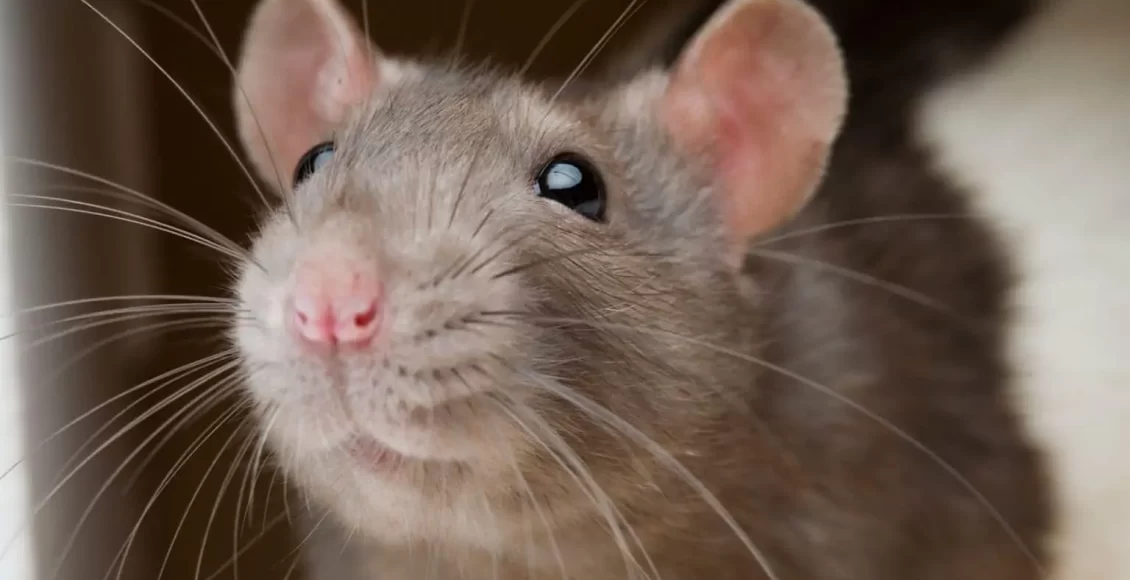 تفسير رؤية الفأر في المنام للعزباء