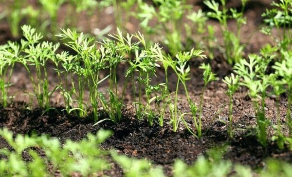 كيف تنمو البذرة لتصبح نباتًا صغيرًا وما هي عوامل زيادة نمو البذور