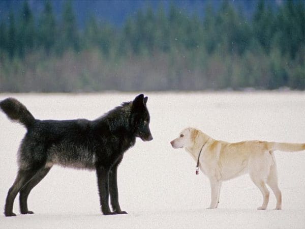 الفرق بين الذئب والكلب