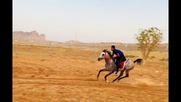 تعليم ركوب الخيل بالطريقة العربية