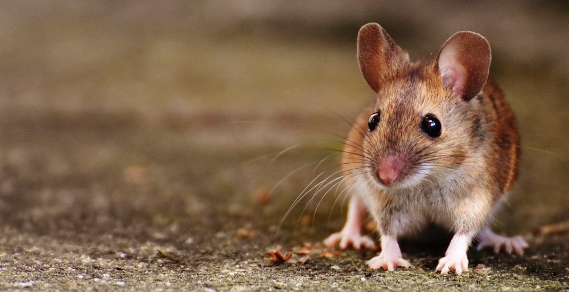 كم تستغرق فترة حمل الفئران