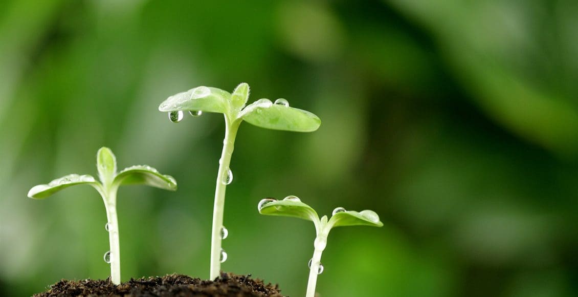 كيف تنمو البذرة لتصبح نبتة صغيرة