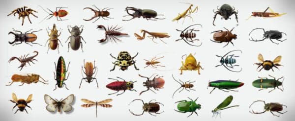 كثير جدا ضبط الفراء  أسباب ظهور حشرات غريبة في البيت – زيادة