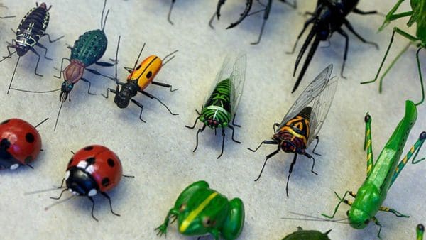تفسير رؤية الحشرات في المنام