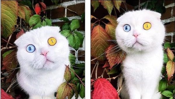 سعر القطط ذات العيون المختلفة